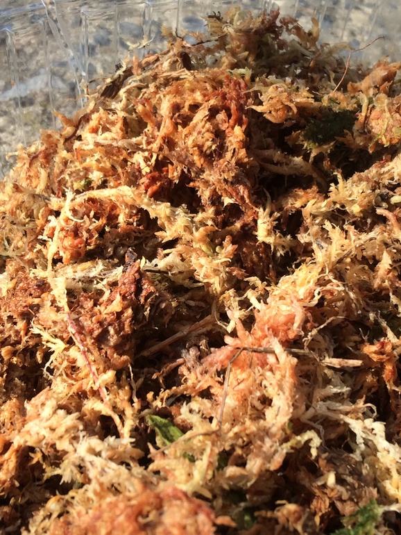 Мои новые сожители:)