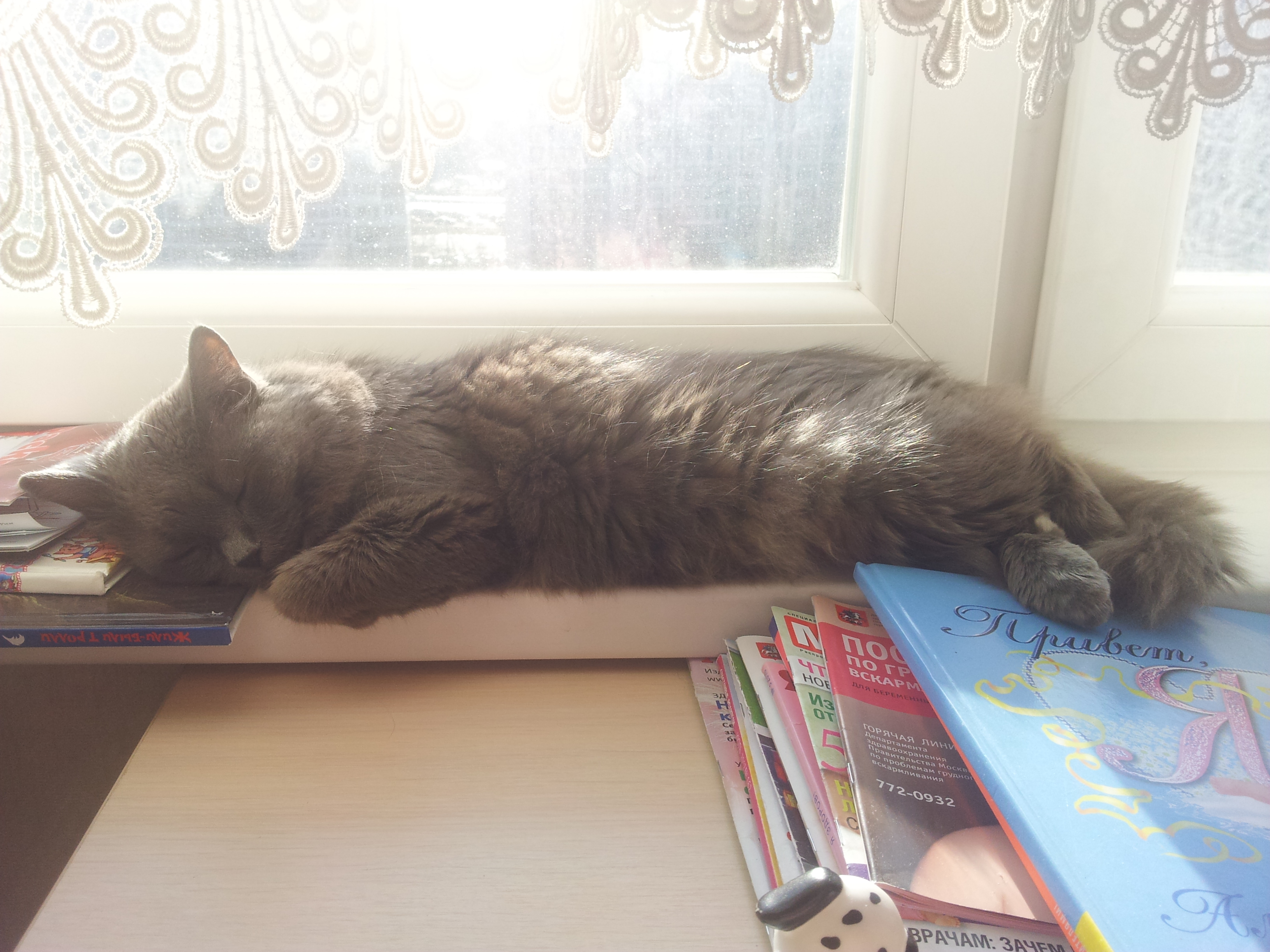 Томаса, Томасочка ....Ты навсегда в моем сердце R.I.P.