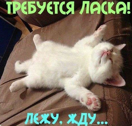 Лежу и жду!