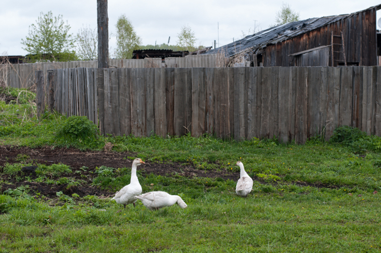 в деревне (фото)