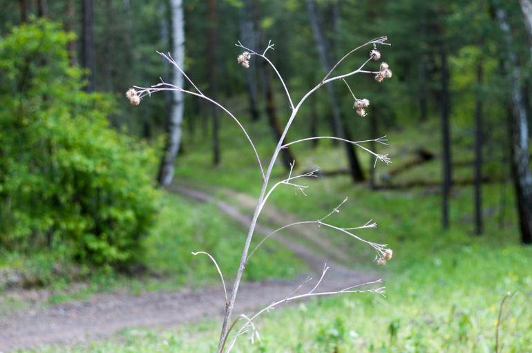 прогулка 3 июня 2014 (много фоток)