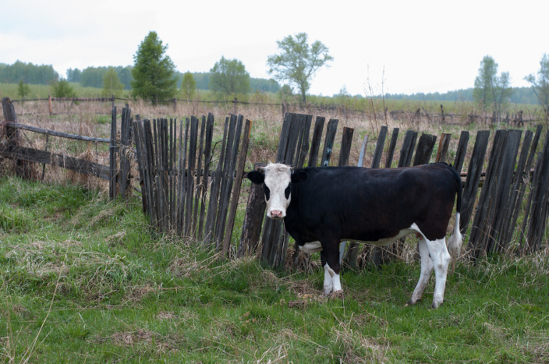 в деревне (фото)