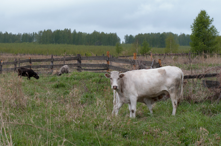 в деревне (фото)