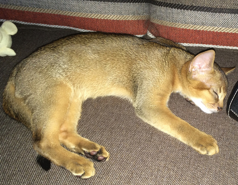 Подарок любимого мужа) Назвали Тихоном или иначе Тихоня)