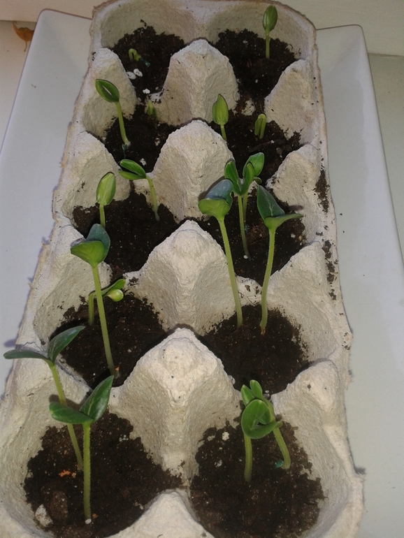 Весенний марафон