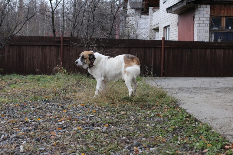 Великан Зевс уехал домой... Пожелайте ему удачи.