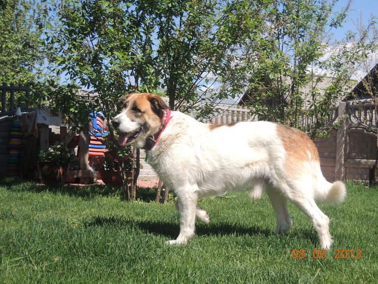 Великан Зевс уехал домой... Пожелайте ему удачи.