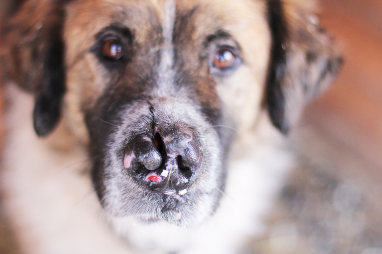 Барни... Ласковый медведь, пострадавший от НЕлюдей....