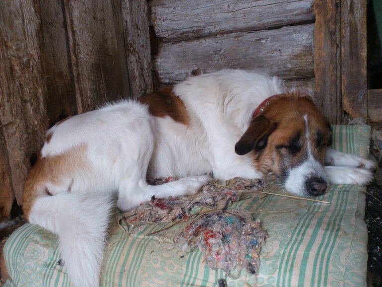 Великан Зевс уехал домой... Пожелайте ему удачи.