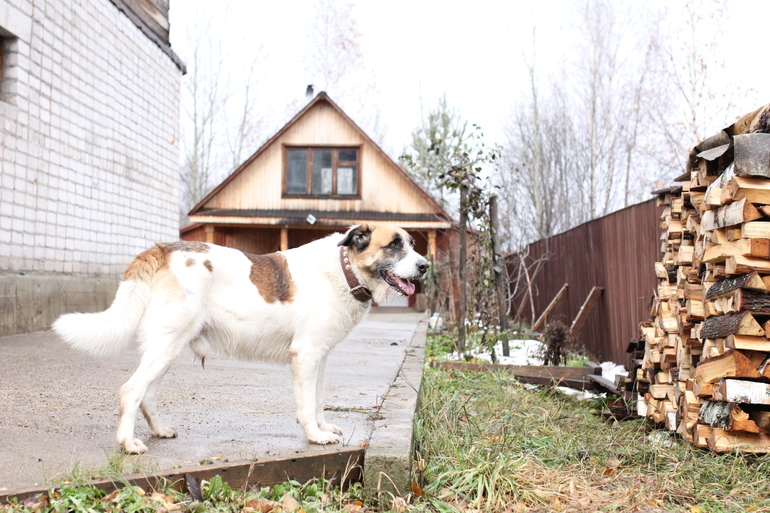 Великан Зевс уехал домой... Пожелайте ему удачи.