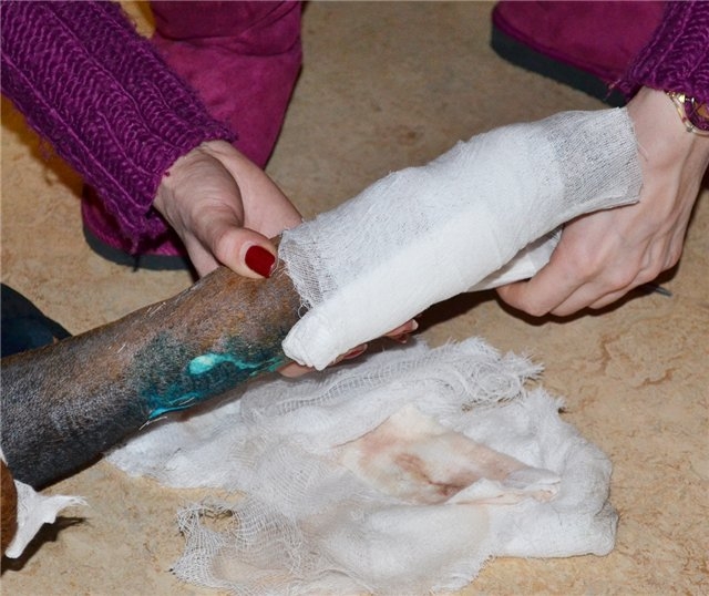 История одной собаки