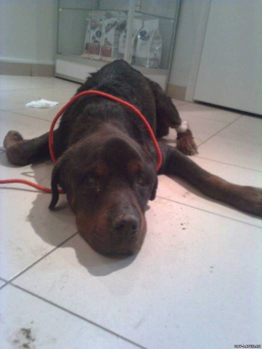 История одной собаки