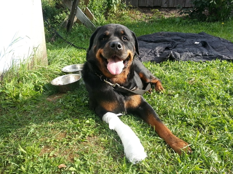 История одной собаки