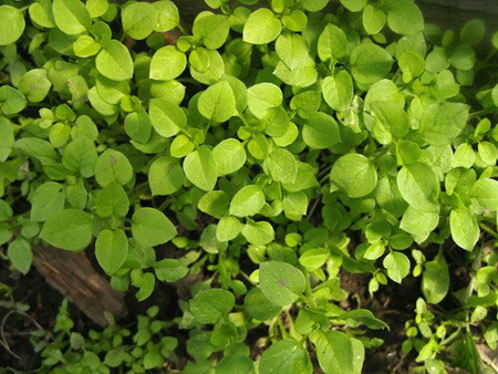 Летний витаминный салат