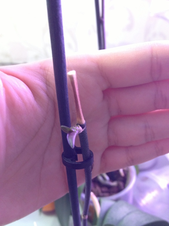 Что делать с этой орхидеей?