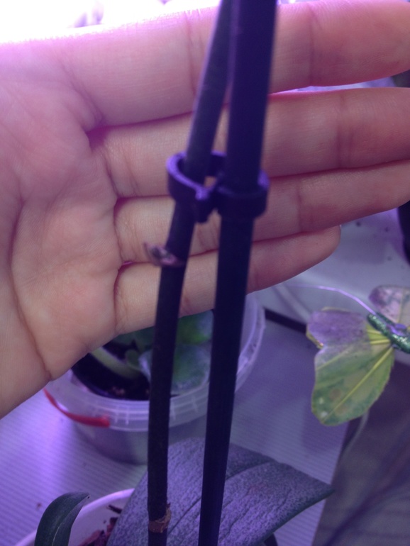 Что делать с этой орхидеей?