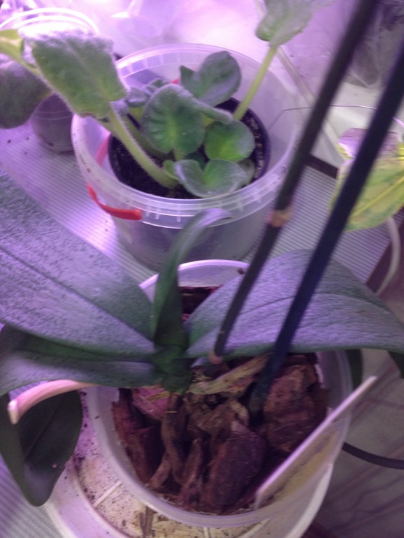 Что делать с этой орхидеей?