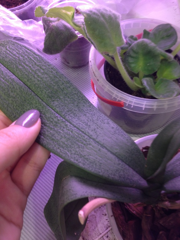 Что делать с этой орхидеей?