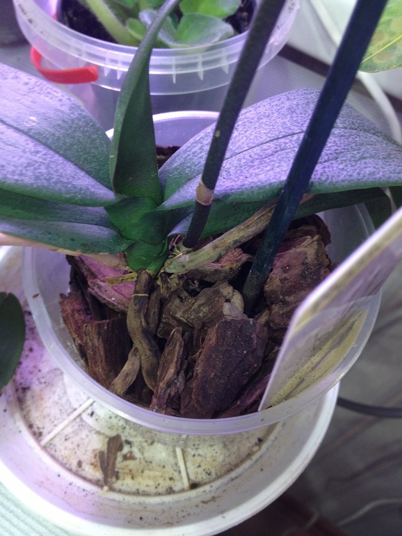 Что делать с этой орхидеей?