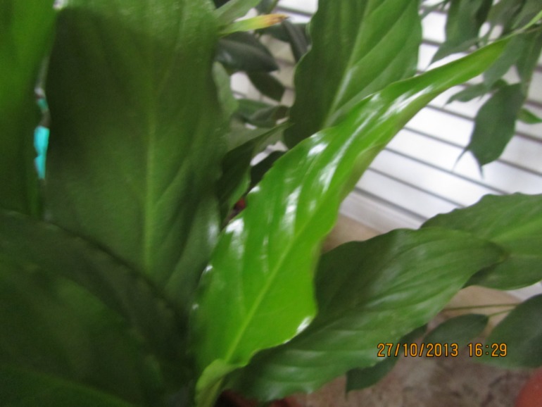 Я схожу с ума, но всё равно верю!