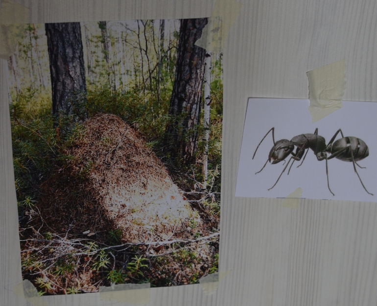 Муравьев спасибо жизнь. Инсталляция муравьиных насекомых. Расстановка муравейников на дерево. Муравейник на который приземлилась Джон Мюррей. Сочинский Муравейник.