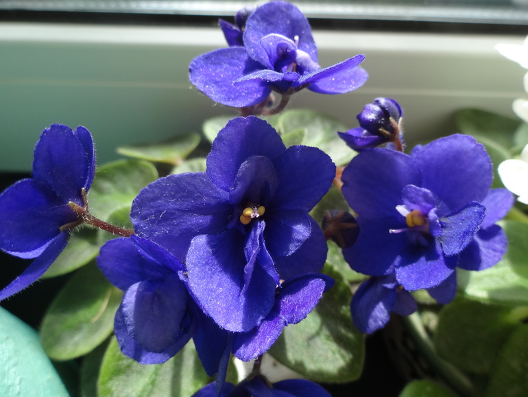 Домашние растения. Наши фиалки, фиалки мини, глоксинии.