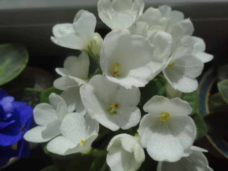 Домашние растения. Наши фиалки, фиалки мини, глоксинии.