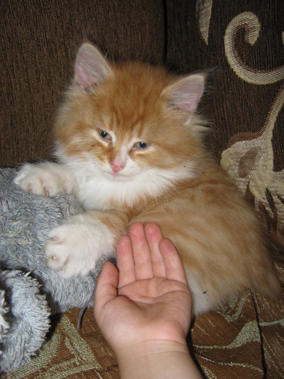 Что может быть страшнее троих маленьких детей?