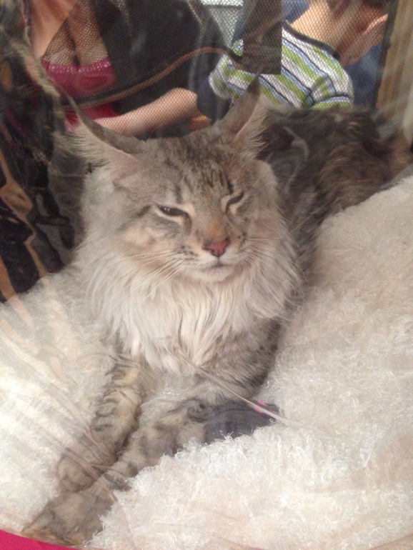 Мурмурмур:)