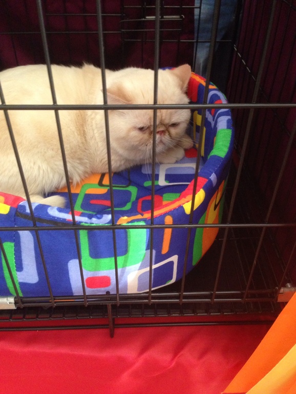 Мурмурмур:)