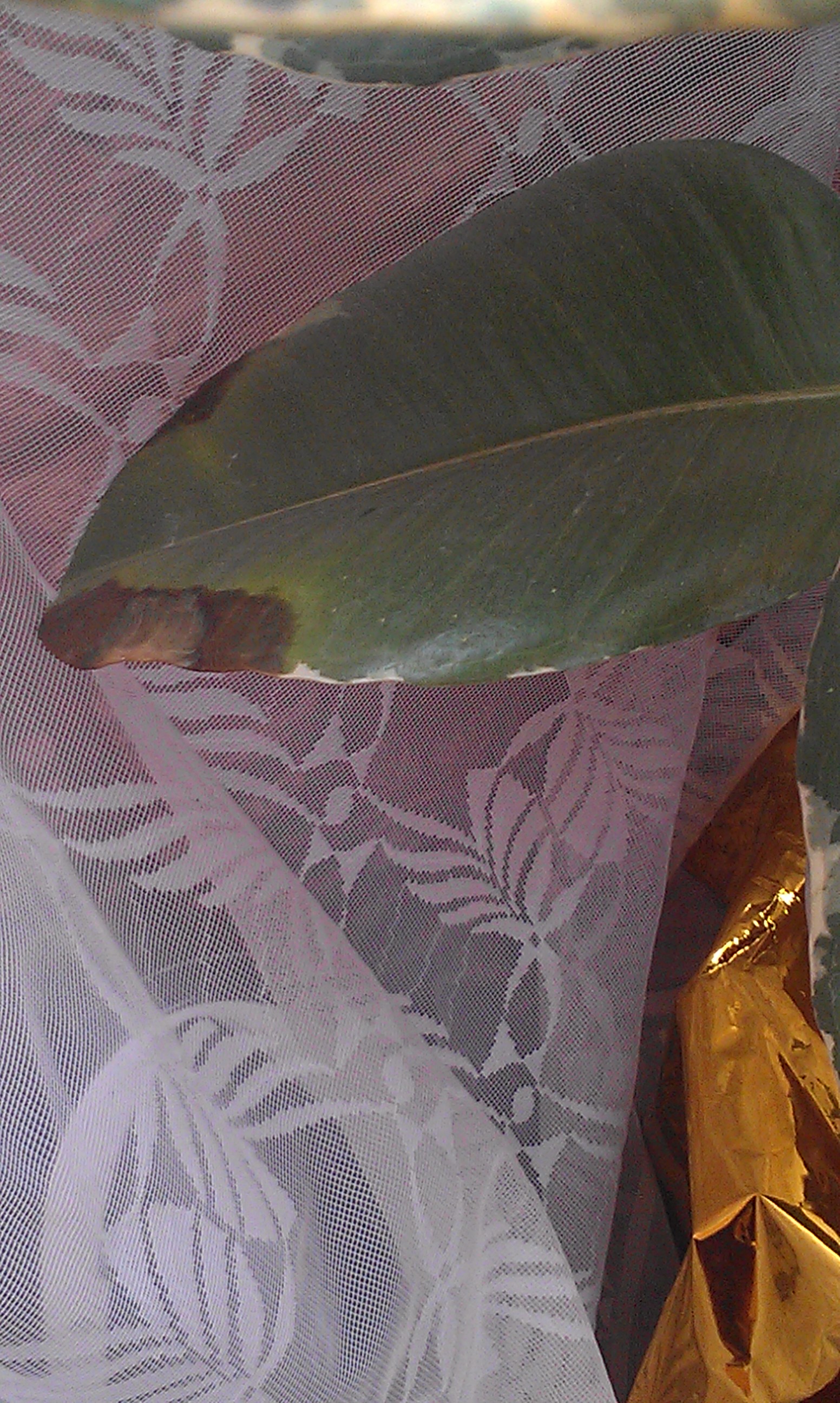 Фикус погибает(((( помогите кто знает!!!!!!