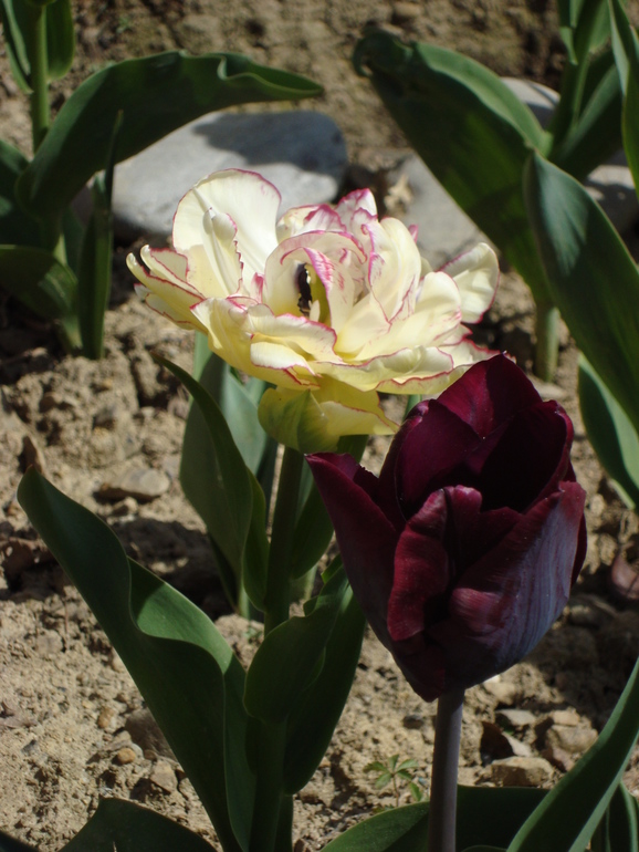 Тюльпанчики. ч.2