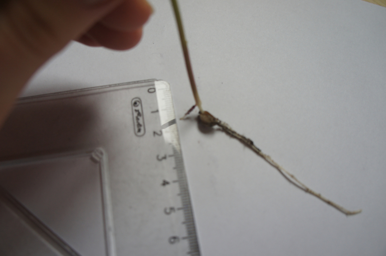 Что это выросло 2.