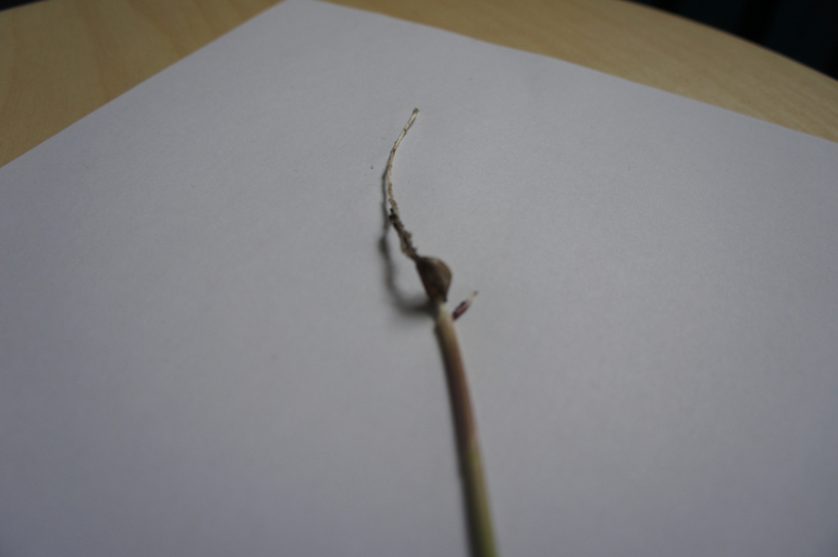 Что это выросло 2.