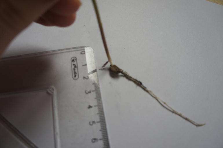 Что это выросло 2.