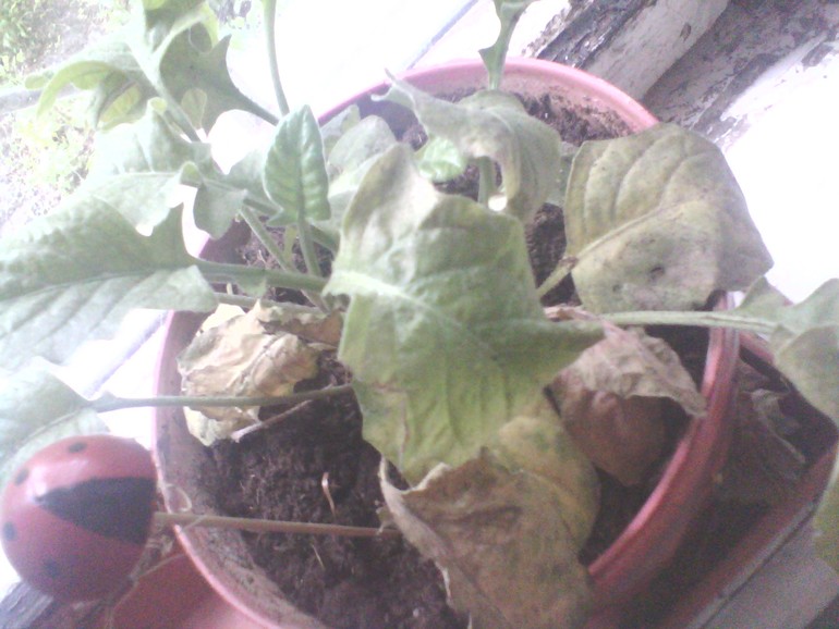 подскажите что с гербером и колеусом (крапивка)