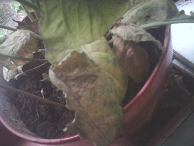 подскажите что с гербером и колеусом (крапивка)