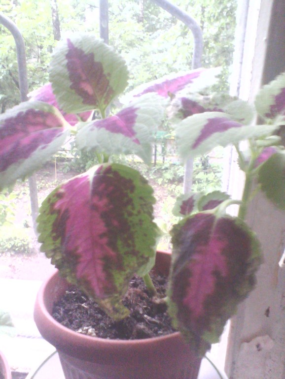 подскажите что с гербером и колеусом (крапивка)