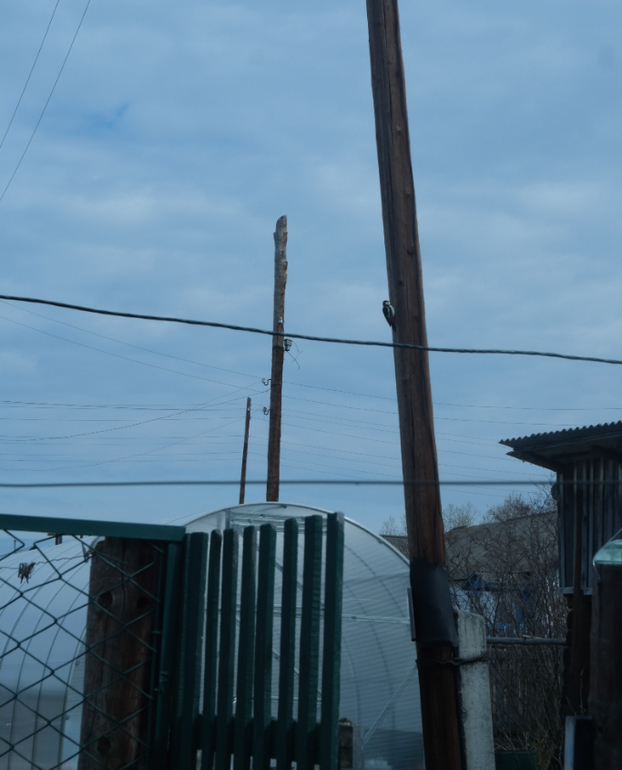 Дятел в нашем огороде ... тук тук тук)))))