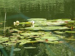 Продается дом с участком в Тамбовской области.