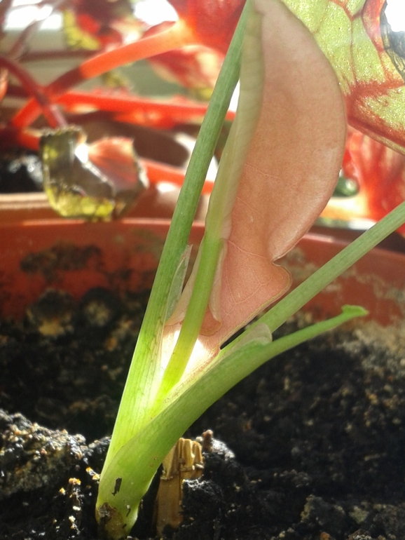 Всё радуется жизни