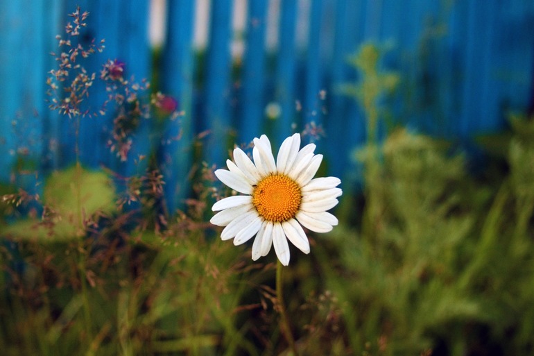 Долой из города!!! Хочу жить в деревне!!))))