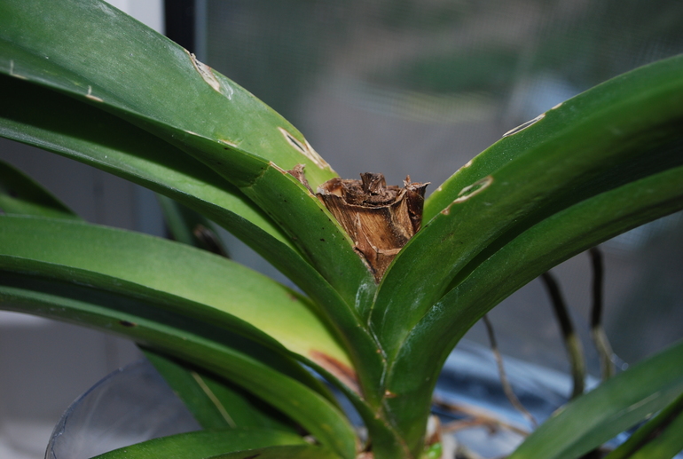 Вроде ожила Ванда!