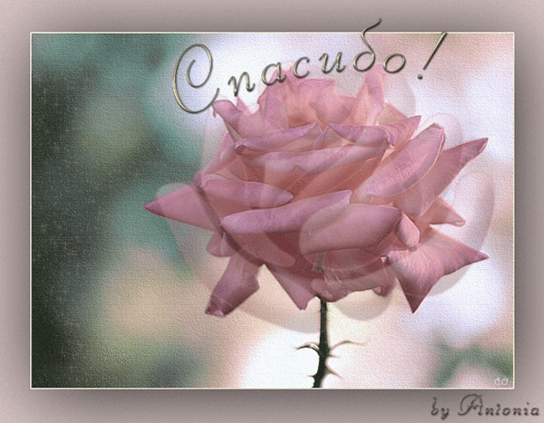 девочки! с кем менялась,у кого покупала! оставьте пожалуйста отзыв обо мне!