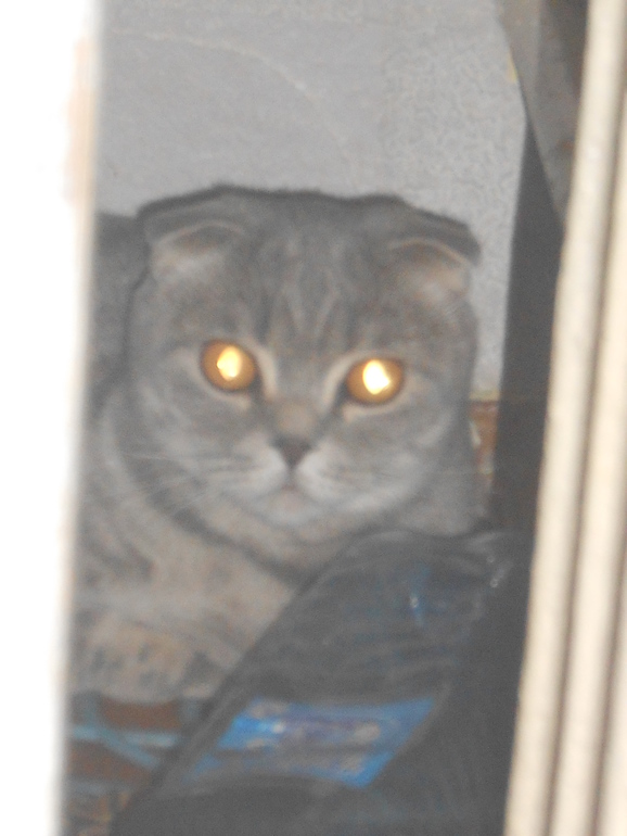 Наше зверье)