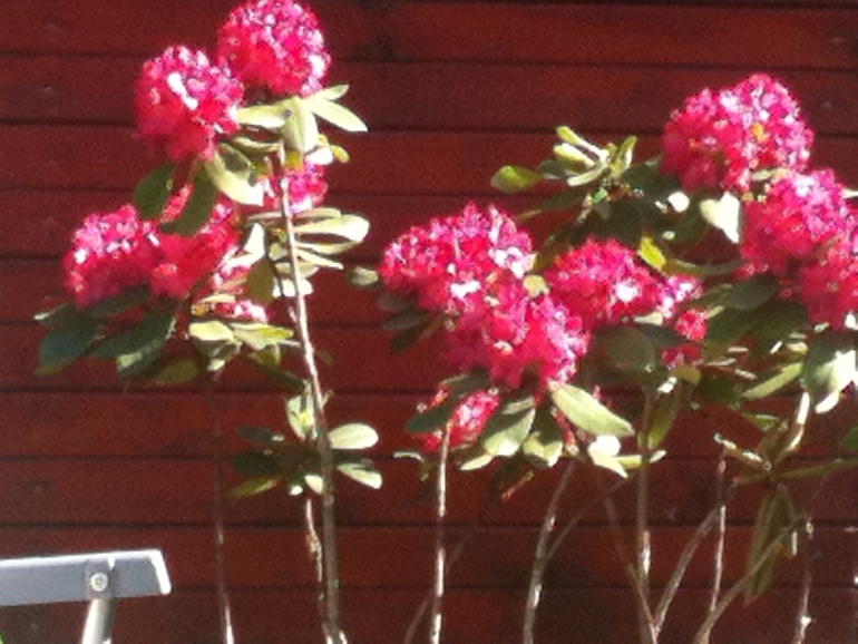 Решила похвастаться