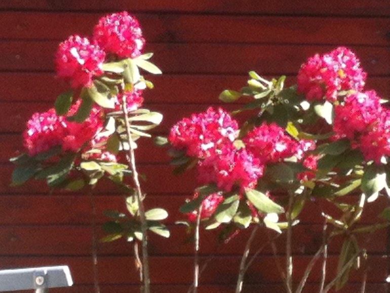 Решила похвастаться