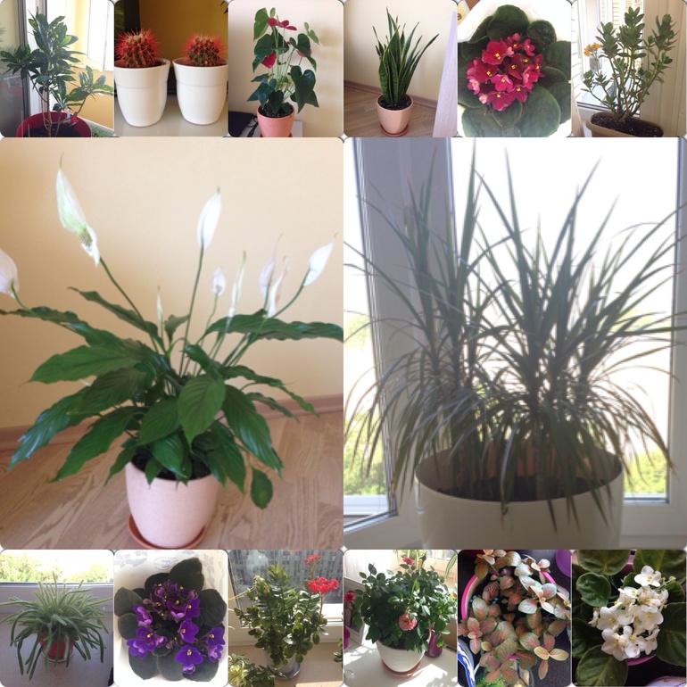 Мое цветочное царство)