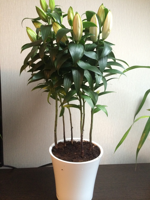 неожиданный шоппинг в садовом центре)