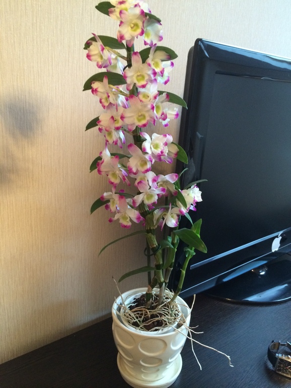 неожиданный шоппинг в садовом центре)